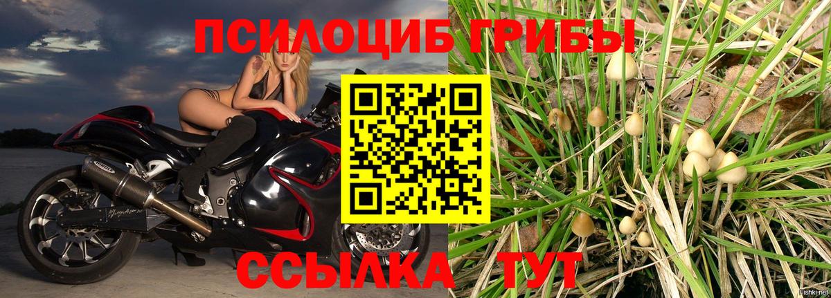 Псилоцибиновые грибы мицелий Отрадное